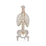 American Lp 3B Scientific Classic Flexible Human Spine Model with Ribs and Femur Heads - ABQ1000120