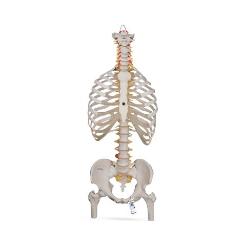 American Lp 3B Scientific Classic Flexible Human Spine Model with Ribs and Femur Heads - ABQ1000120