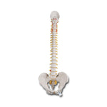 American 3b Scientific Lp 3B Human Classic Flexible Spine Model - ABQ1000121