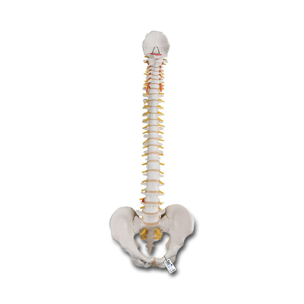 American 3b Scientific Lp 3B Human Classic Flexible Spine Model - ABQ1000121