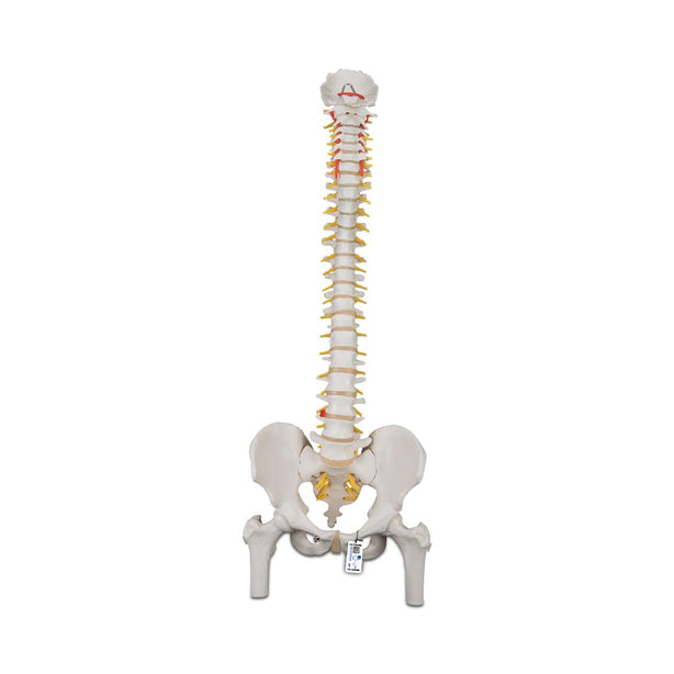 American 3b Scientific Lp 3B Scientific Classic Flexible Human Spine Models - ABQ1000122