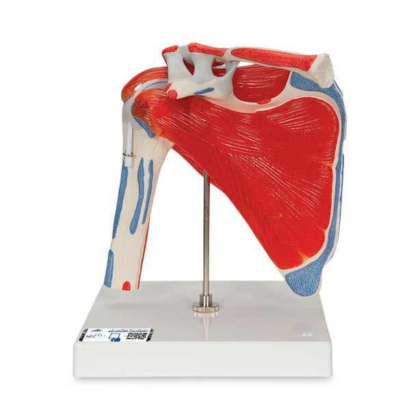 American 3b Scientific Lp 3B Human Shoulder Joint Models 1000176 - 1.0 Each
