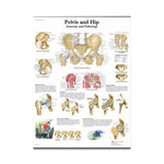 American 3b Scientific Lp 3B Pelvic and Hip Charts 1001486 - 1.0 Each