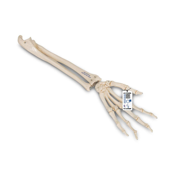 American 3B Hand Skeleton with Ulna and Radius - 1019369 - 1 Each - MDL-ABQ1019369