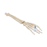 American 3B Hand Skeleton with Ulna and Radius - 1019370 - 1 Each - MDL-ABQ1019370