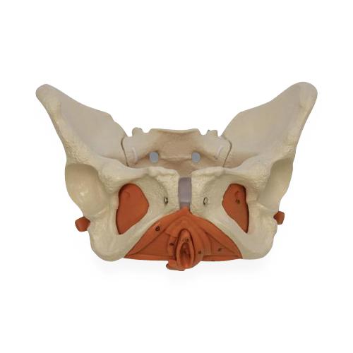 American 3B Scientific LP 3B Pelvis Educational Musculature Pelvic Model, Female with Floor - 1019420 - 1 Each