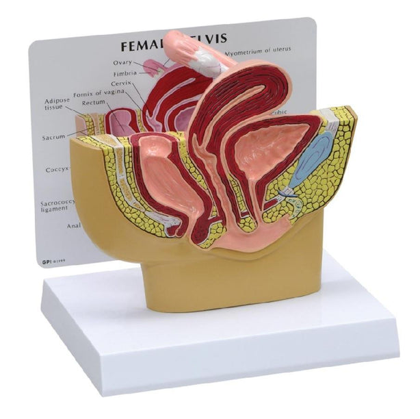AMERICAN 3B SCIENTIFIC LP 3B Scientific Female Pelvis Model 1019561 1 Each - MDL-ABQ1019561