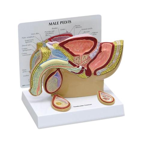American 3b Scientific Lp American Scientific 3B Male Pelvis Model with Testicles 1019565 1.0 Each