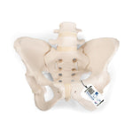 American 3B Scientific LP 3B Flex-Mounted Human Pelvis Model, Female - 1019864 - 1 Each