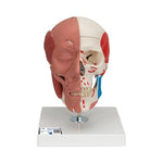 American 3b Scientific Lp 3B Scientific Human Skull Model with Facial Muscles 1020181 - 1.0 Each