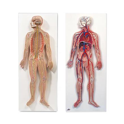 American 3b Scientific Lp 3B Anatomy Set Human Circulatory and Nervous System Model - 3010309 - 1 Each