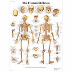 3B Scientific Human Skeleton Chart - 4006651 - 1 Each - MDL-ABQ4006651