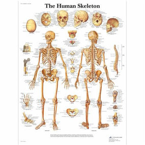 3B Scientific Human Skeleton Chart - 4006651 - 1 Each - MDL-ABQ4006651