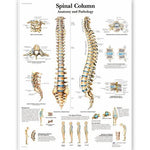 American 3b Scientific Lp 3B Spinal Column Charts 4006657 - 1.0 Each