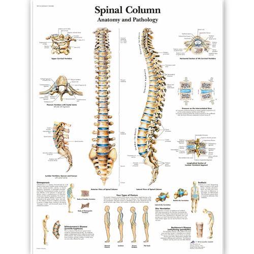 American 3b Scientific Lp 3B Spinal Column Charts 4006657 - 1.0 Each