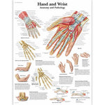 American 3b Scientific Lp 3B Hand and Wrist Charts 4006659 - 1.0 Each