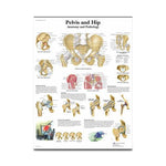 American 3b Scientific Lp 3B Pelvic and Paper Pelvis / Hip Chart, English, 20" x 26" - 4006660 - 1 Each