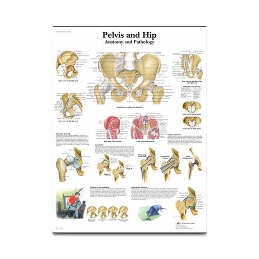 American 3b Scientific Lp 3B Pelvic and Paper Pelvis / Hip Chart, English, 20" x 26" - 4006660 - 1 Each