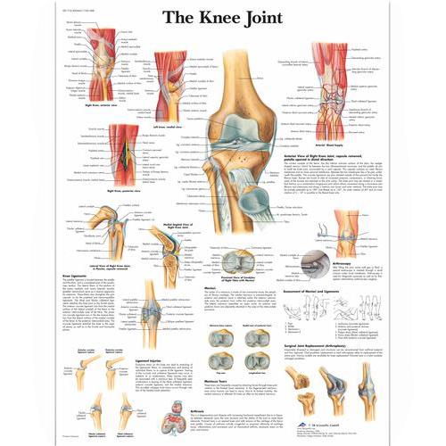 American 3b Scientific Lp 3B Scientific Knee Joint Charts 4006661 - 1.0 Each