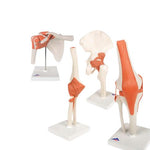 American 3b Scientific Lp American 3B Anatomy Joint Set 8000832 1.0 Each