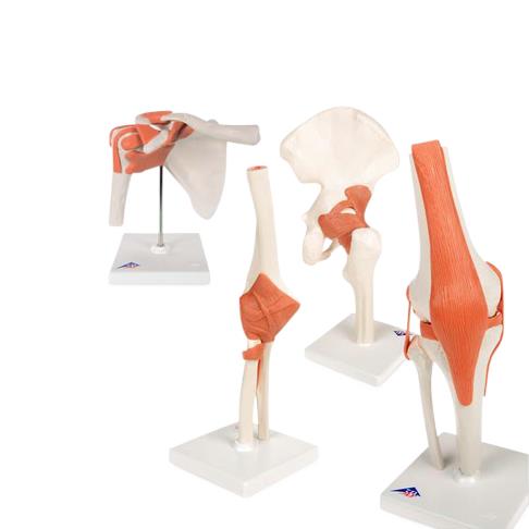 American 3b Scientific Lp American 3B Anatomy Joint Set 8000832 1.0 Each