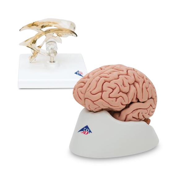 American 3b Scientific Lp Brain & Ventricle Anatomy Set 8000842 - 1.0 Each