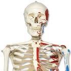 American 3B Scientific Skeleton Models - A11 - 1 Each - MDL-ABQA11