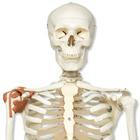 American 3B Scientific Skeleton Models - A12 - 1 Each - MDL-ABQA12