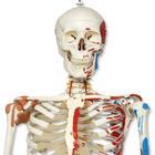 American 3B Scientific Skeleton Models - A13 - 1 Each - MDL-ABQA13