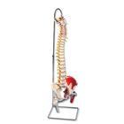 American 3b Scientific Lp 3B Scientific Classic Flexible Human Spine Models - ABQA587