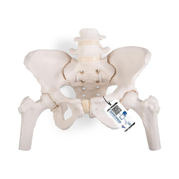 American 3B Scientific LP 3B Flexible Human Female Pelvis Model With Femur Heads - A62/1 - 1 Each