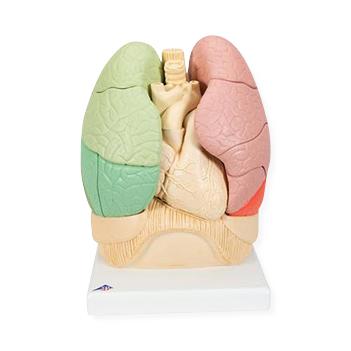 Segmented Lung Model - 1008494 - 1 Each - MDL-ABQG70