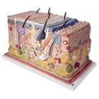 American 3b Scientific Lp 70X Skin Block Educational Model - ABQJ13