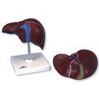 Liver and Gallbladder Educational Model - K25 - 1 Each - MDL-ABQK25