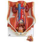American 3b Scientific Lp 3B Scientific 6-Part Dual Sex Urinary System Model K32 - 1.0 Each