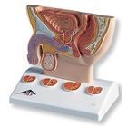 Prostate Educational Model - K41 - 1 Each - MDL-ABQK41