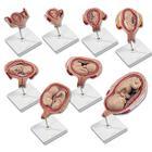 Pregnancy Educational Model Series - L10 - 1 Each - MDL-ABQL10