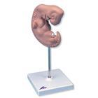 3B Scientific Human Embryo Model - L15 - 1 Each - MDL-ABQL15