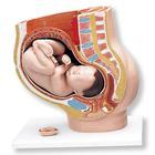 3B Scientific 3-Part Pregnancy Pelvis Model - L20 - 1 Each - MDL-ABQL20