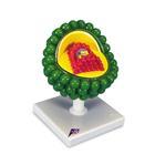 American 3b Scientific Lp 3B Scientific AIDS Virus Model L40 - 1.0 Each
