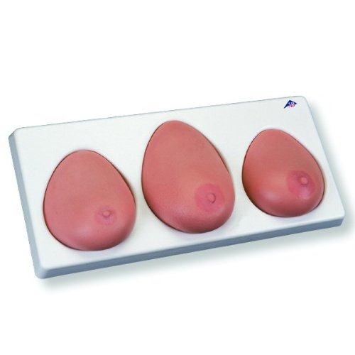 American 3b Scientific Lp 3B Scientific Breast Exam Model L55 [1000344] - 1.0 Each