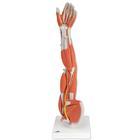 3B Scientific 6-Part Arm Muscle Model - M10 - 1 Each - MDL-ABQM10
