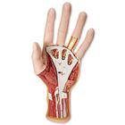 3B Scientific 3-Part Internal Hand Structure Model - M18 - 1 Each - MDL-ABQM18