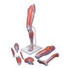3B Scientific Deluxe 7-Part Leg Muscle Model - M21 - 1 Each - MDL-ABQM21