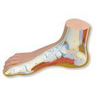 Normal Foot Educational Model - M30 - 1 Each - MDL-ABQM30