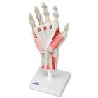 3B Scientific Hand Skeleton Model with Ligaments - M33/1 - 1 Each - MDL-ABQM331