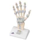 3B Scientific Hand Skeleton Model with Ligaments - M33 - 1 Each - MDL-ABQM33