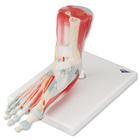 3B Scientific Foot Skeleton Model with Muscles - M34/1 - 1 Each - MDL-ABQM341