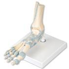 3B Scientific Foot Skeleton Model with Muscles - M34 - 1 Each - MDL-ABQM34