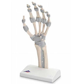 3B Scientific Functional Hand and Wrist Model - M36 - 1 Each - MDL-ABQM36